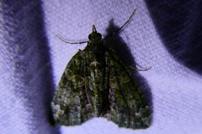 <i>Chloroclysta siterata</i>
