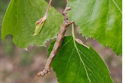 <i>Colotois pennaria</i>