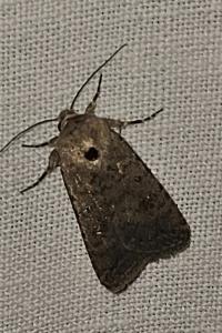 <i>Caradrina clavipalpis</i>