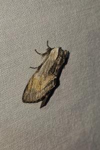 <i>Harpyia milhauseri</i>