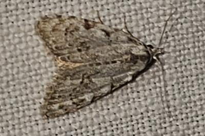 <i>Nola confusalis</i>