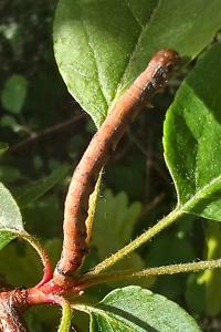 <i>Erannis defoliaria</i>