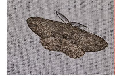 <i>Hypomecis punctinalis</i>