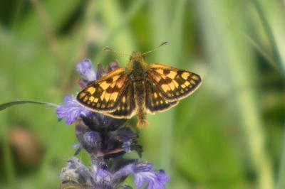 <i>Carterocephalus palaemon</i>