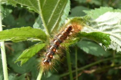 <i>Euproctis chrysorrhoea</i>