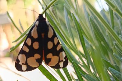 <i>Arctia villica</i>