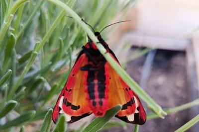 <i>Arctia villica</i>