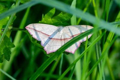 <i>Timandra comae</i>