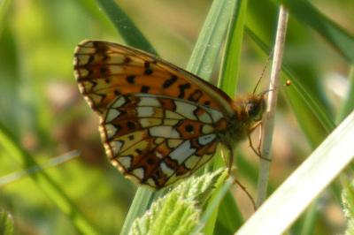<i>Boloria selene</i>