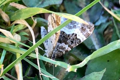 <i>Epirrhoe alternata</i>