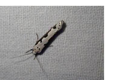 <i>Ethmia bipunctella</i>