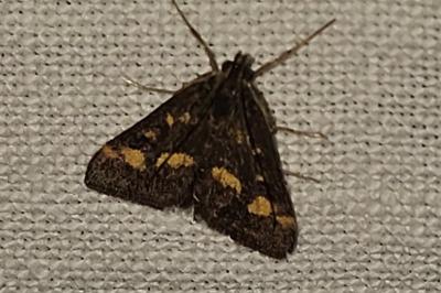 <i>Pyrausta purpuralis</i>