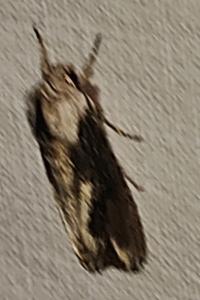 <i>Egira conspicillaris</i>