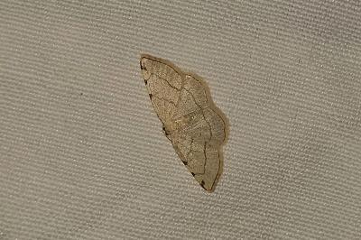 <i>Stegania trimaculata</i>