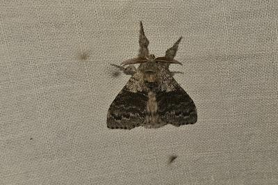 <i>Calliteara pudibunda</i>