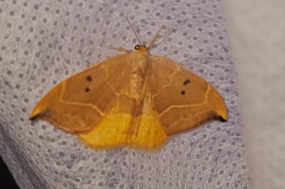 <i>Watsonalla binaria</i>