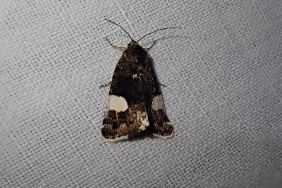 <i>Tyta luctuosa</i>