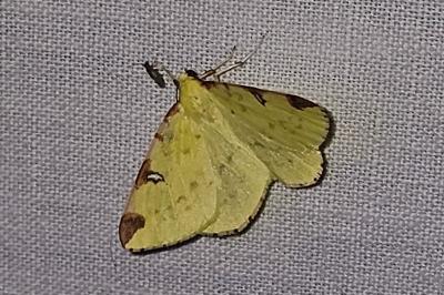 <i>Opisthograptis luteolata</i>