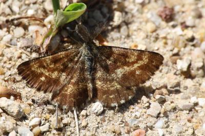 <i>Ematurga atomaria</i>