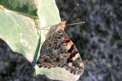 <i>Vanessa cardui</i>