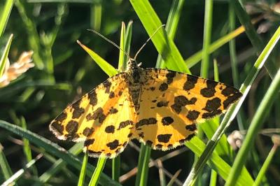 <i>Pseudopanthera macularia</i>