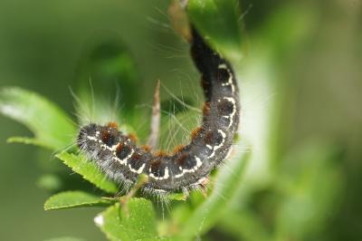 <i>Eriogaster lanestris</i>