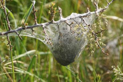 <i>Eriogaster lanestris</i>