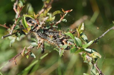 <i>Eriogaster lanestris</i>