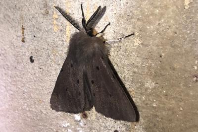 <i>Diaphora mendica</i>