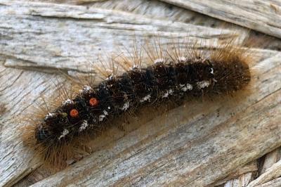 <i>Euproctis chrysorrhoea</i>