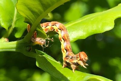 <i>Erannis defoliaria</i>