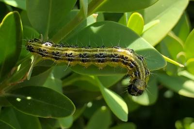 <i>Cydalima perspectalis</i>