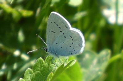 <i>Cupido alcetas</i>