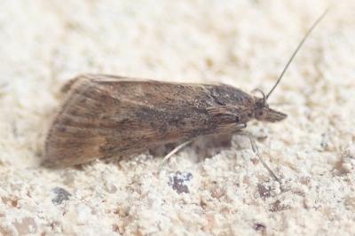 <i>Pyrausta despicata</i>