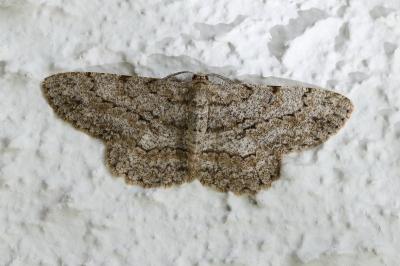 <i>Peribatodes rhomboidaria</i>