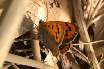 <i>Lycaena phlaeas</i>