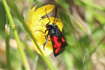 <i>Zygaena trifolii</i>