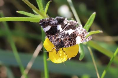 <i>Tyta luctuosa</i>