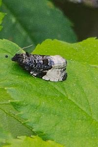 <i>Hedya pruniana</i>