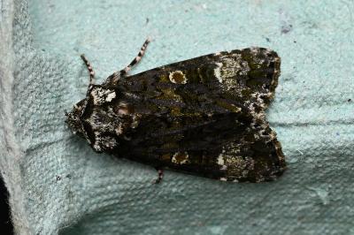 <i>Craniophora ligustri</i>