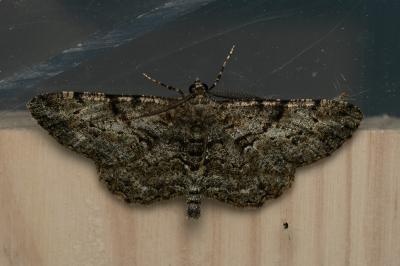 <i>Peribatodes rhomboidaria</i>