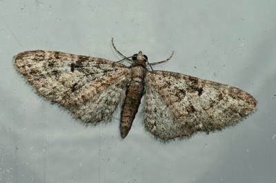 <i>Eupithecia dodoneata</i>