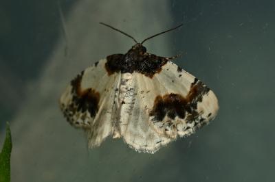 <i>Ligdia adustata</i>