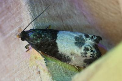 <i>Notocelia cynosbatella</i>