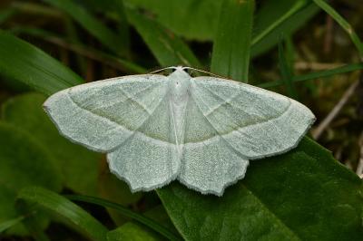 <i>Campaea margaritaria</i>
