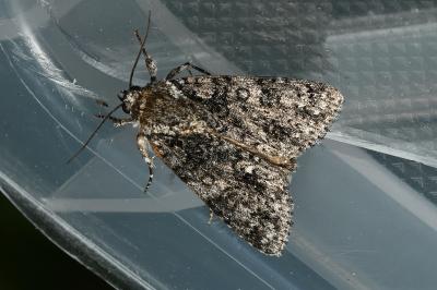 <i>Acronicta rumicis</i>