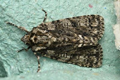 <i>Acronicta rumicis</i>