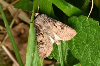 <i>Agrotis puta</i>