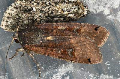 <i>Noctua pronuba</i>