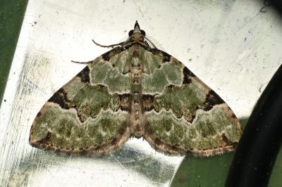 <i>Colostygia pectinataria</i>